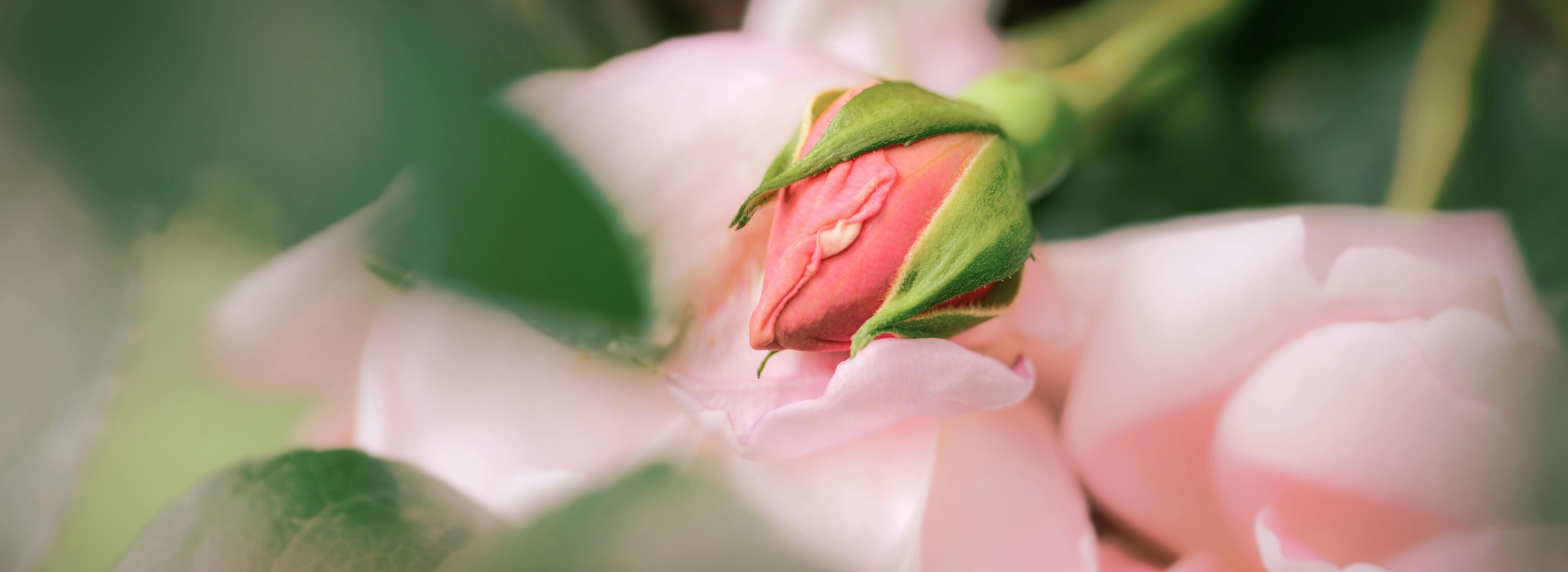 Эстетическая гинекология в Гомеле